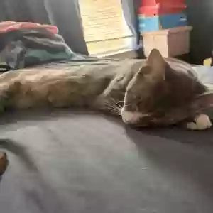 adoptable Cat in Uniondale, NY named Stormy