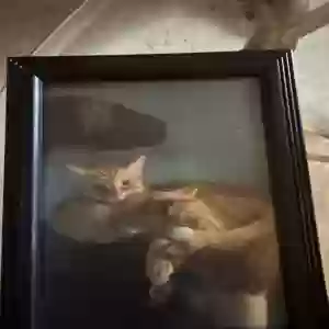 adoptable Cat in Astoria, NY named Simba and Brooklyn