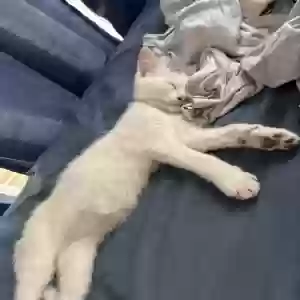 adoptable Cat in Uniondale, NY named Unknown