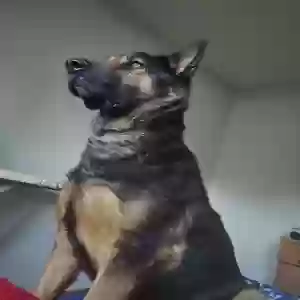adoptable Dog in Acton, CA named BEAR