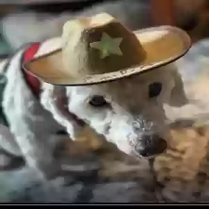 adoptable Dog in Asheville, NC named Emilio