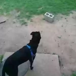 adoptable Dog in Marble Falls, TX named Friday