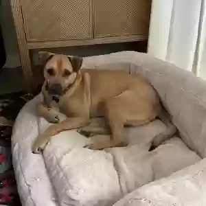 adoptable Dog in Georgetown, TX named Rocky