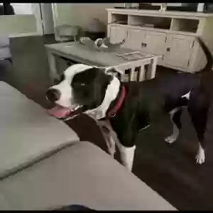adoptable Dog in Port Saint Lucie, FL named George