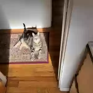 adoptable Cat in South Bend, IN named Plum