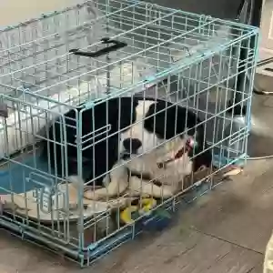 adoptable Dog in Queens Village, NY named Cookie