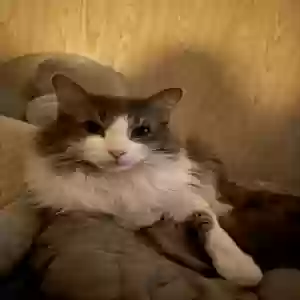 adoptable Cat in Lacona, NY named Max and Maddy