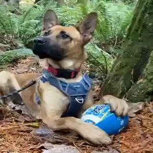 adoptable Dog in Kirkland, WA named Pumpkin