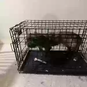 adoptable Dog in Bronx, NY named Scrappy
