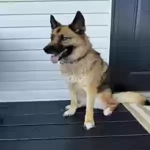 adoptable Dog in Sparta, TN named Nova