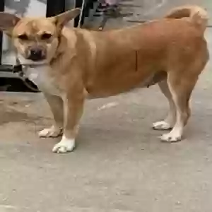 adoptable Dog in Queens Village, NY named Queeney