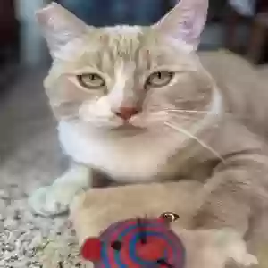 adoptable Cat in Simi Valley, CA named Summer