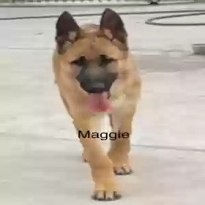 adoptable Dog in Riverside, CA named Maggie