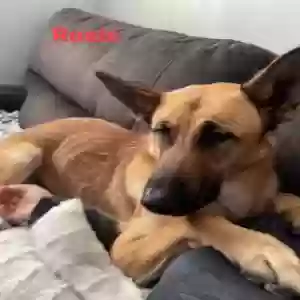 adoptable Dog in Riverside, CA named Rosie