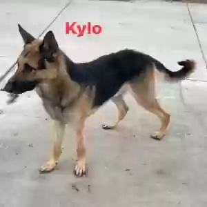 adoptable Dog in Riverside, CA named Kylo