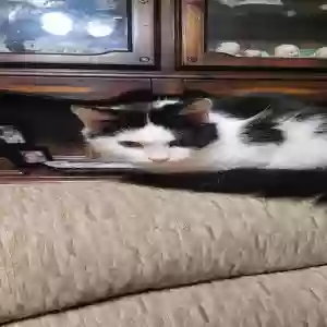 adoptable Cat in Three Rivers, MI named Brooklynn Dear