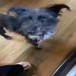 adoptable Dog in Hamilton, OH named Rascal