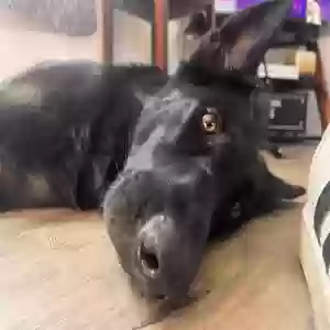 adoptable Dog in Warsaw, NY named Logan