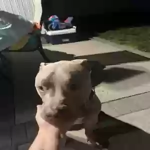 adoptable Dog in Massapequa, NY named Rocky
