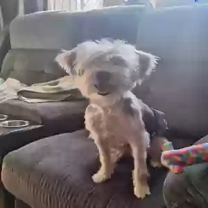 adoptable Dog in Paris, KY named Loki