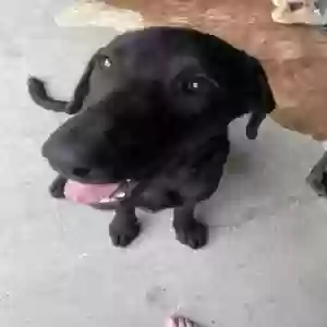 adoptable Dog in Mount Vernon, TX named Blackie