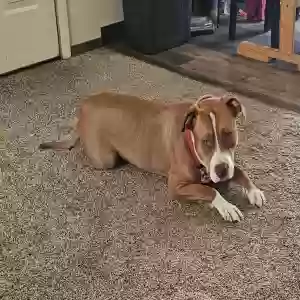 adoptable Dog in Fallon, NV named Nalla