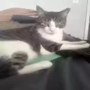 adoptable Cat in Oakland Gardens, NY named genie