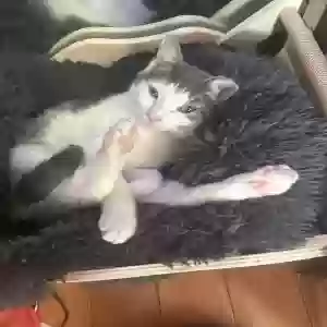 adoptable Cat in Oakland Gardens, NY named Jasmine