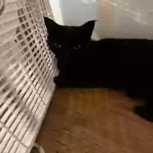 adoptable Cat in Winter Haven, FL named Cleo (Cleopatra)