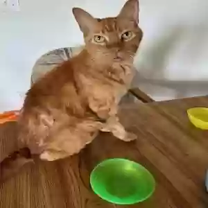 adoptable Cat in Winter Haven, FL named Jackie