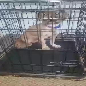 adoptable Dog in Franklin, IN named Moses