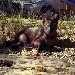 adoptable Cat in Granite Falls, WA named Siku