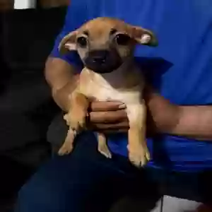 adoptable Dog in Biola, CA named None