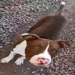 adoptable Dog in Phoenix, AZ named west