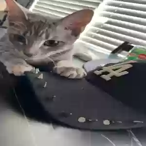 adoptable Cat in Orange, CA named pinkie
