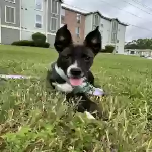 /images/pets/original/2184653_55586_IMG_2660.webp