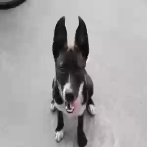 adoptable Dog in Midlothian, TX named Freya