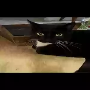 adoptable Cat in Naples, FL named Gibson
