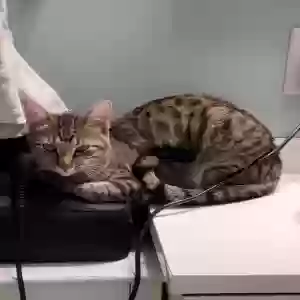 adoptable Cat in Bedford, IN named Cedar