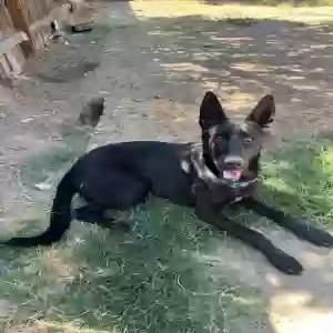 adoptable Dog in Fresno, CA named Rex
