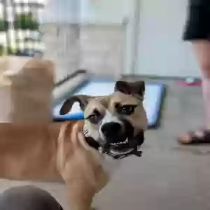 adoptable Dog in Frisco, TX named Freyja