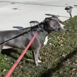 adoptable Dog in Wyandanch, NY named Storm