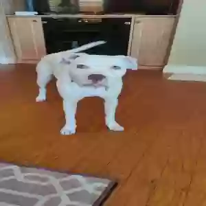adoptable Dog in Riverside, CA named Rummy
