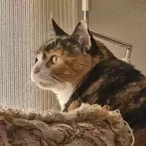 adoptable Cat in Abilene, TX named Calie