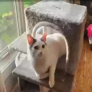 adoptable Cat in Lincolnshire, IL named Yoshi