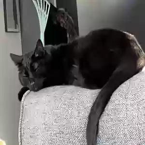 adoptable Cat in Mission, TX named Finn