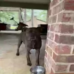 adoptable Dog in Nacogdoches, TX named Auggie