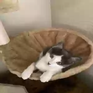 adoptable Cat in Hewitt, TX named Jasmine
