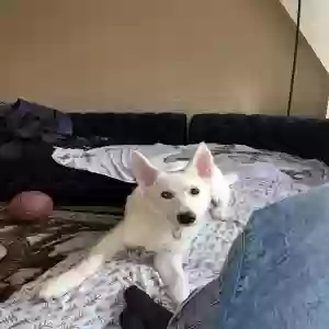 adoptable Dog in Bronx, NY named Ramona