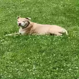 adoptable Dog in Saint Louis, MO named Jazz
